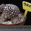 Neoporteria mitis 9809 (8,5)