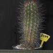 Neoporteria nigrispina 8209 (10,5)