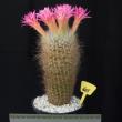 Neoporteria senilis (625)