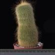 Notocactus leninghausii (8,5)