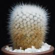 Notocactus succineus albispins (3,5)
