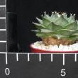 Obregonia denegrii (6,5)
