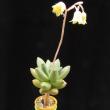 Pachyphytum compactum (3,5)
