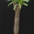 Pachypodium lamerei ( 65)