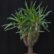 Pachypodium lamerei (75)