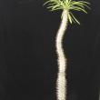 Pachypodium lamerei 100