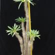 Pachypodium lamerei 115