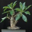 Pachypodium saundersii (12)