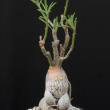 Pachypodium succulentum (12)