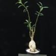 Pachypodium succulentum (11,5)