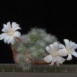 Rebutia minima v. albiflora (5,5)