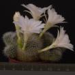 Rebutia minuscula v. albiflora (5,5)