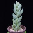 Sedum morganianum (3,5)