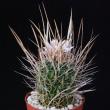 Stenocactus lloydii (8,5)