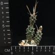 Tephrocactus articulatus strobiliformis (5,5)