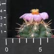 Thelocactus bicolor v. wagnerianus (6,5)