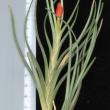 Tillandsia albertiana R