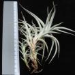 Tillandsia albida L