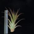 Tillandsia brachycaulus multiflora R