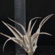 Tillandsia capitata R (regular)