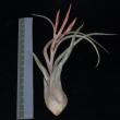 Tillandsia caput medusae