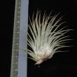 Tillandsia ionantha Mexico R