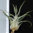 Tillandsia pruinosa Guatemalensis R