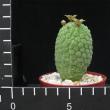 Trichocaulon cactiformis (6,5)