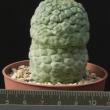 Tricocaulon cactiformis-6 (6,5)