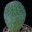 Trichocaulon cactiformis (3,5)