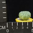 Trichocaulon dinteri (3,5)