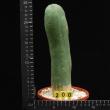 Trichocereus pachanoi monstruosus (200)