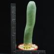Trichocereus pachanoi monstruosus (201)