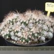 Turbinicarpus krainzianus 3509 (12,5)