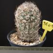 Turbinicarpus schmiedickeanus 3609 (11.5)