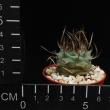 Turbinicarpus schmiedickeanus (5,5)