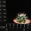 Turbinicarpus swobodae (5,5)