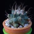 Turbinicarpus swobodae (3,5)