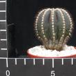 Uebelmannia pectinifera (6,5)