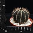 Uebelmannia pectinifera (8,5)