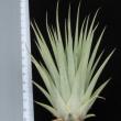 Tillandsia (Vriesea) espinosa R
