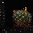 Weingartia pilcomayensis (6,5)
