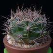 Weingartia pilcomayensis (3,5)