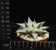 Ariocarpus retusus retusus (8,5)