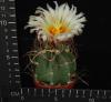 Astrophytum senile (6,5)