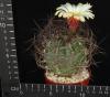 Astrophytum se nile Viesca (6,5)