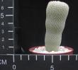 Epithelantha micromeris (6,5)