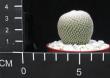 Epithelantha micromeris v greegii (6,5)