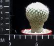 Epithelantha unguinispina (6,5)
