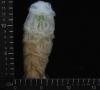 Espostoa lanata (5,5)
